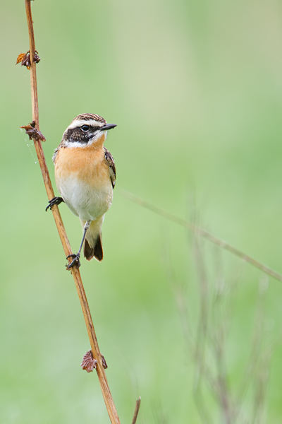 Braunkehlchen, Saxicola rubetra