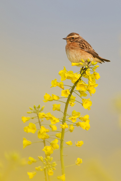 Braunkehlchen, Saxicola rubetra