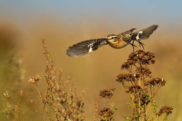 Braunkehlchen, Saxicola rubetra