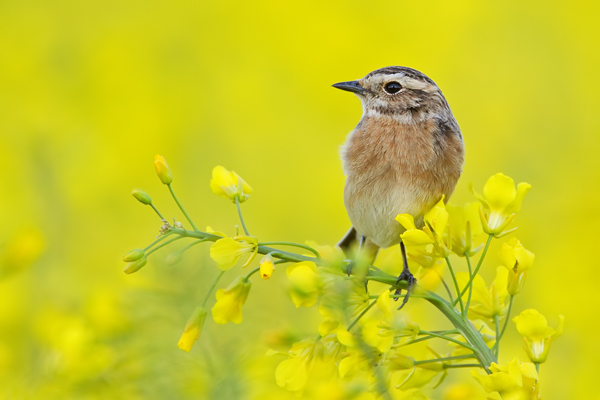 Braunkehlchen, Saxicola rubetra