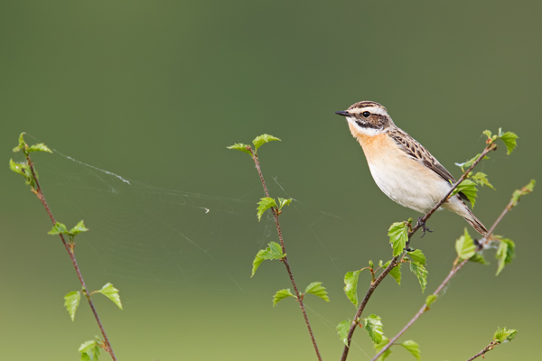 Braunkehlchen, Saxicola rubetra