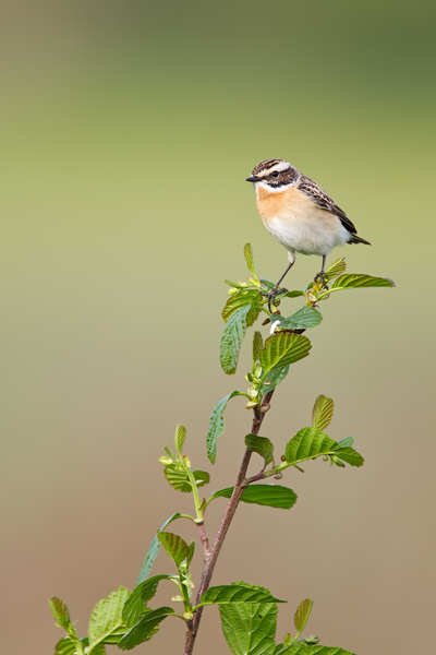 Braunkehlchen, Saxicola rubetra
