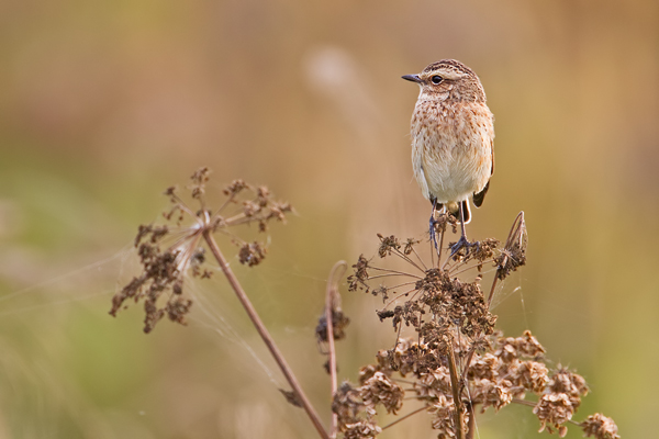 Braunkehlchen, Saxicola rubetra