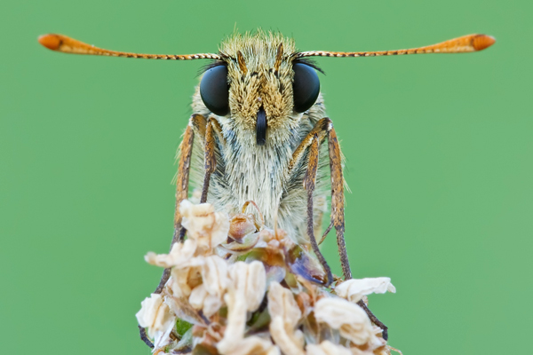 Braunkolbiger Braun-Dickkopffalter, Thymelicus sylvestris