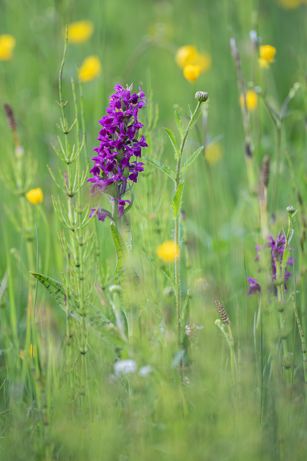 Breitblättriges Knabenkraut, Dactylorhiza majalis