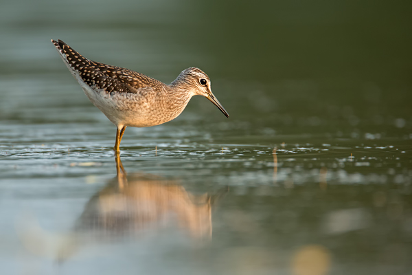 Bruchwasserläufer , Tringa glareola