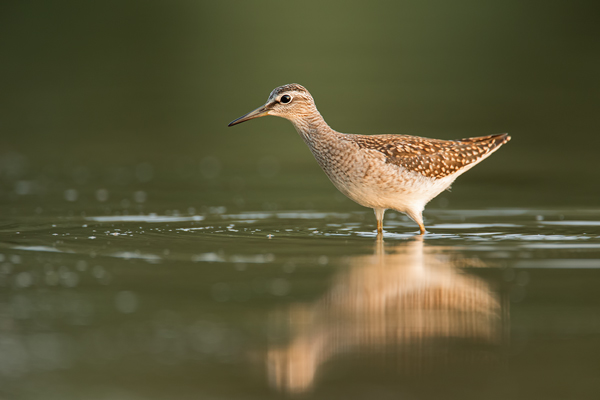 Bruchwasserläufer , Tringa glareola