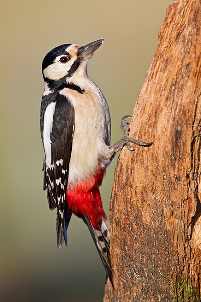 Buntspecht, Dendrocopos major