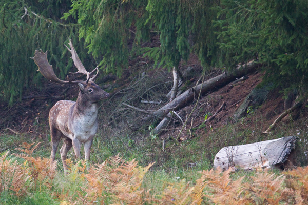Damwild, Dama dama
