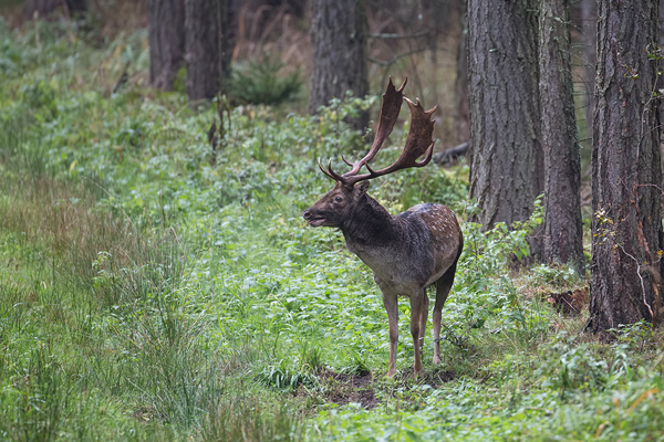 Damwild, Dama dama