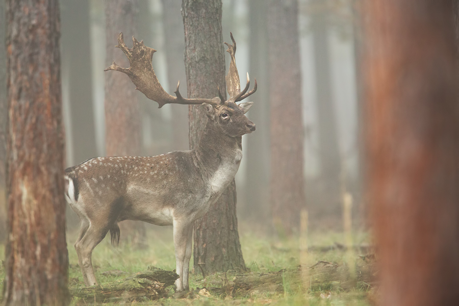 Damwild, Dama dama