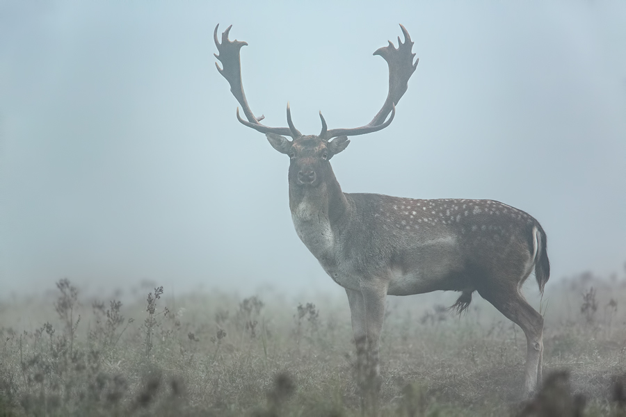 Damwild, Dama dama