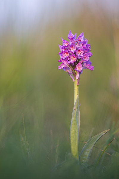 Dreizähnige Knabenkraut, Neotinea tridentata