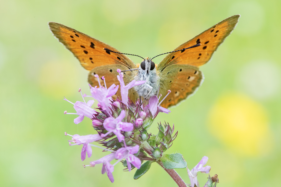Dukatenfalter, Lycaena virgaureae