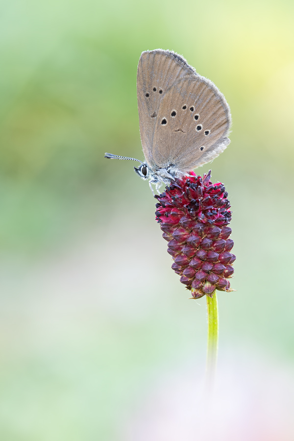 Dunkler Wiesenknopf-Ameisenbläuling, Phengaris nausithous