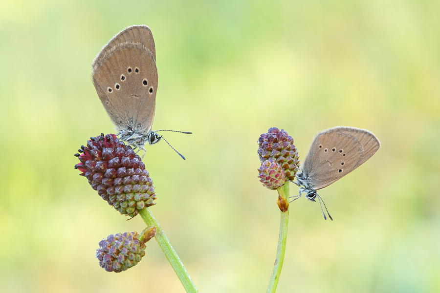 Dunkler Wiesenknopf-Ameisenbläuling, Phengaris nausithous