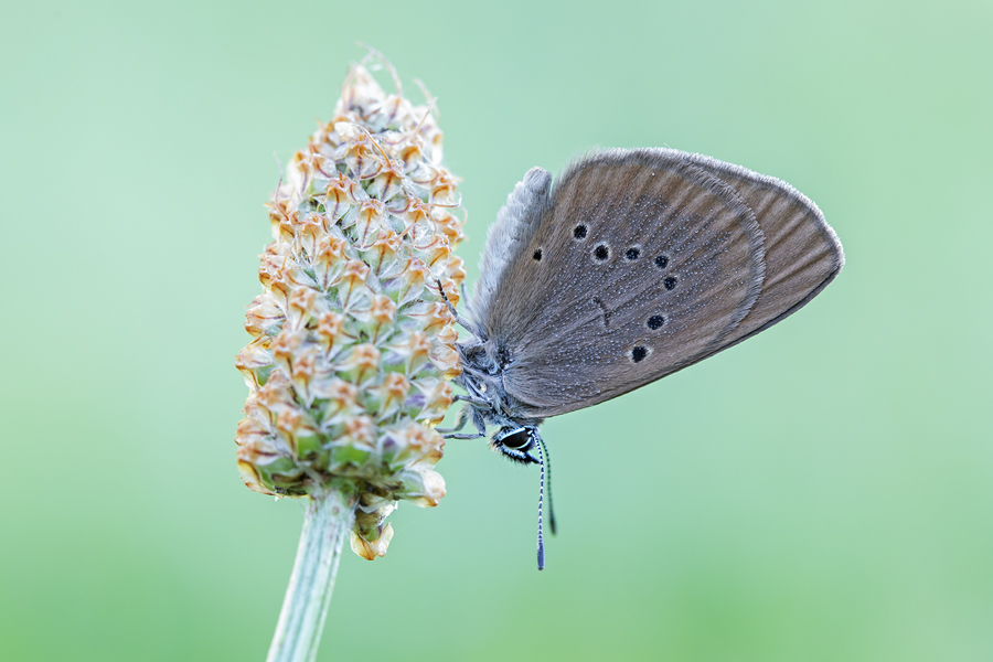 Dunkler Wiesenknopf-Ameisenbläuling, Phengaris nausithous