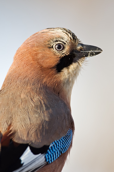 Eichelhäher, Garrulus glandarius