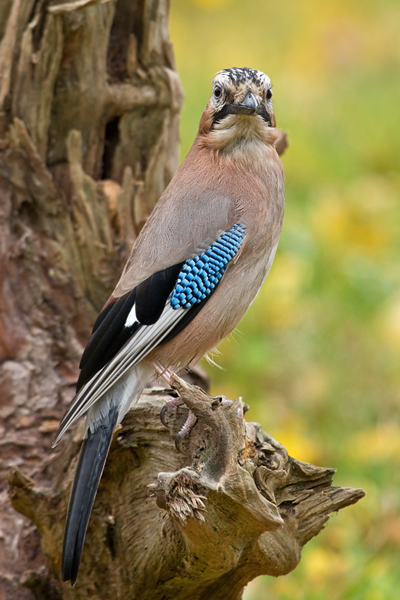 Eichehäher, Garrulus glandarius