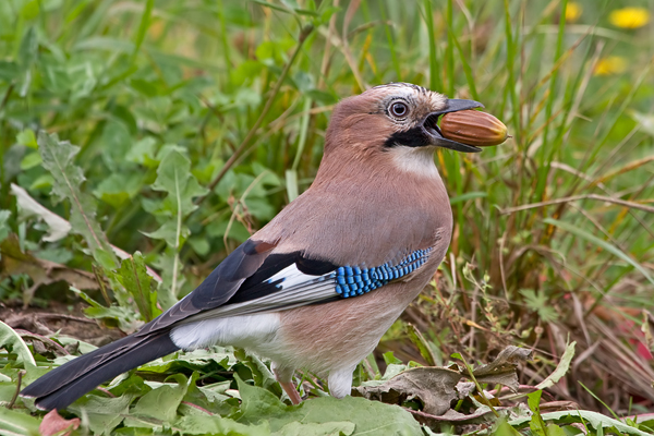 http://www.naturfotografie-radloff.de/bilder/eichelhaeher-garrulus-glandarius-3.jpg