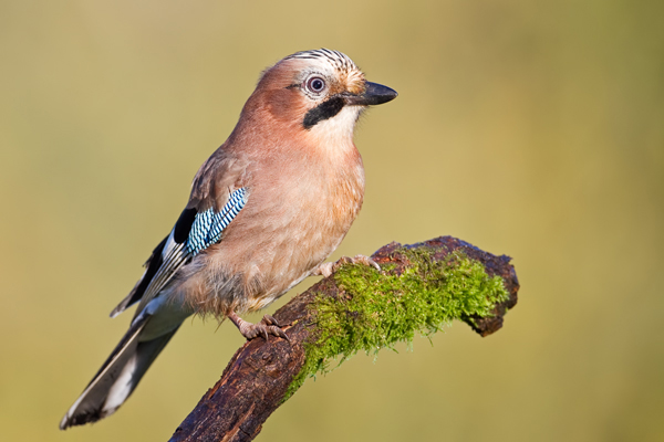 Eichelhäher, Garrulus glandarius