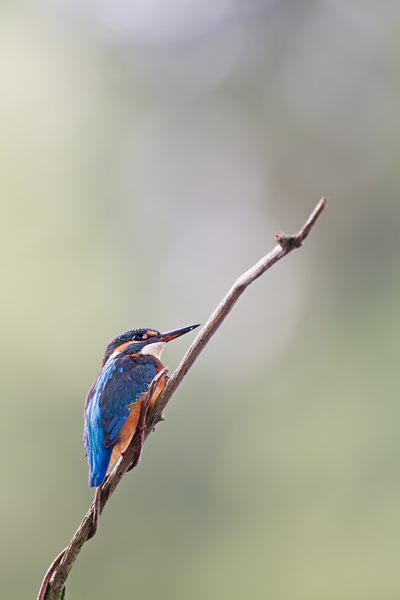 Eisvogel, Alcedo atthis