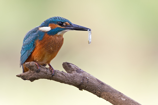 Eisvogel, Alcedo atthis