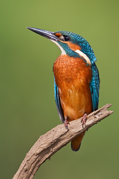 Eisvogel, Alcedo atthis