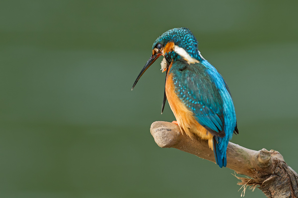 Eisvogel, Alcedo atthis
