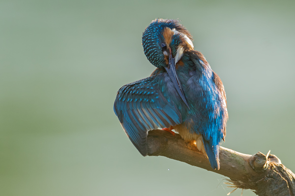 Eisvogel, Alcedo atthis