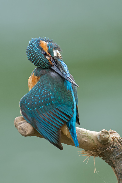 Eisvogel, Alcedo atthis