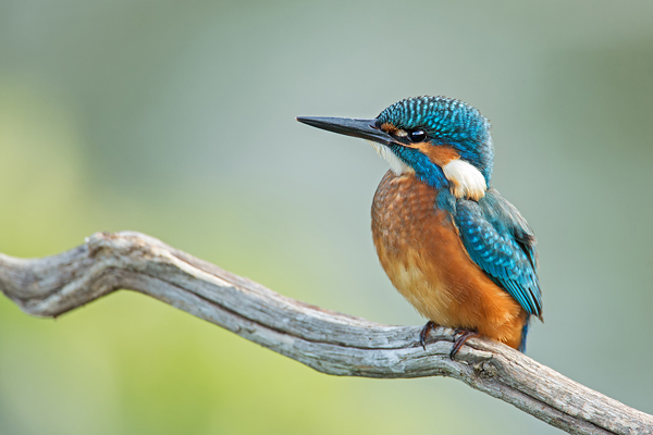 Eisvogel, Alcedo atthis