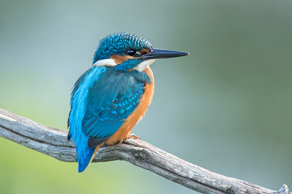 Eisvogel, Alcedo atthis