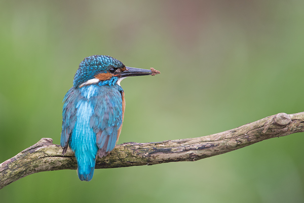 Eisvogel, Alcedo atthis