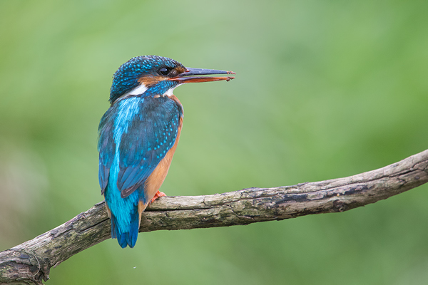 Eisvogel, Alcedo atthis
