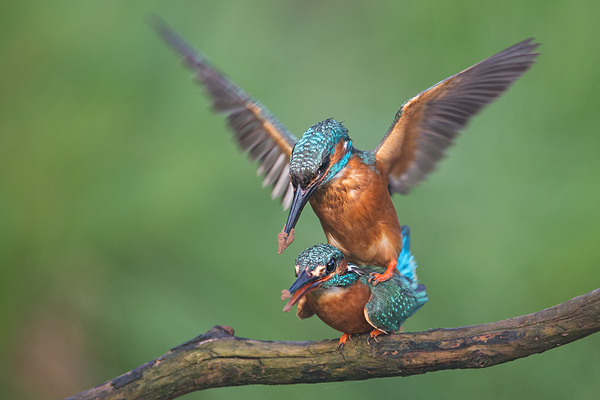 Eisvogel, Alcedo atthis