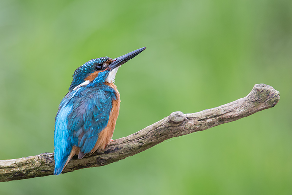 Eisvogel, Alcedo atthis