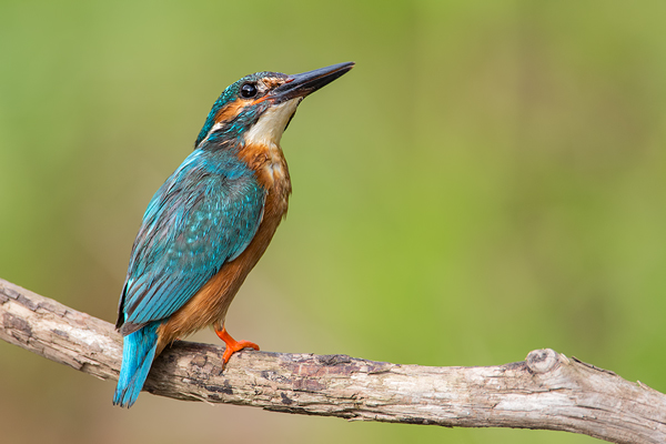 Eisvogel, Alcedo atthis
