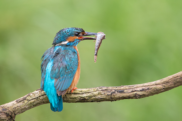 Eisvogel, Alcedo atthis