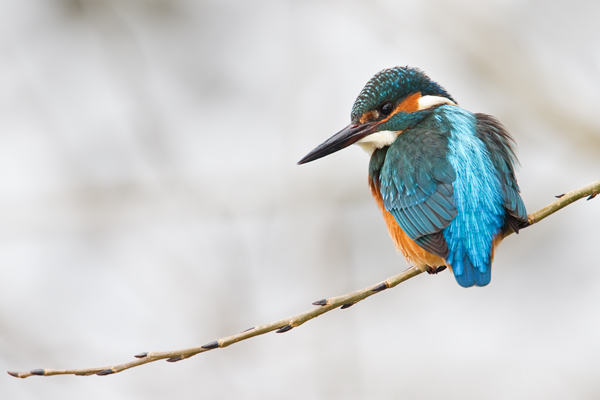 Eisvogel, Alcedo atthis