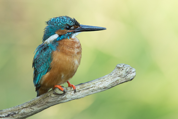 Eisvogel, Alcedo atthis