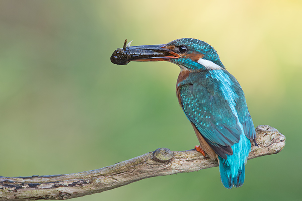 Eisvogel, Alcedo atthis