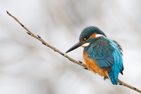 Eisvogel, Alcedo atthis