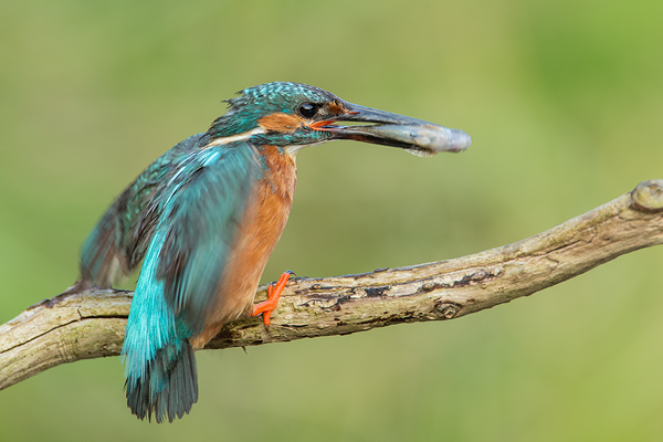 Eisvogel, Alcedo atthis