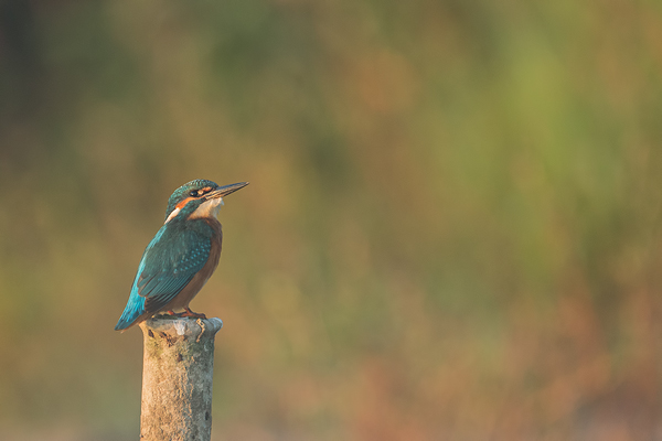 Eisvogel, Alcedo atthis