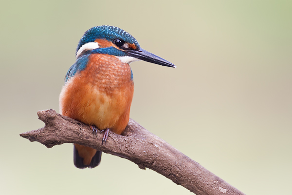 Eisvogel, Alcedo atthis