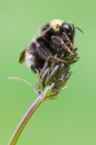 Dunkle Erdhummel , Bombus terrestris