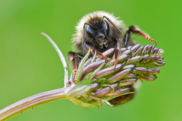 Dunkle Erdhummel , Bombus terrestris