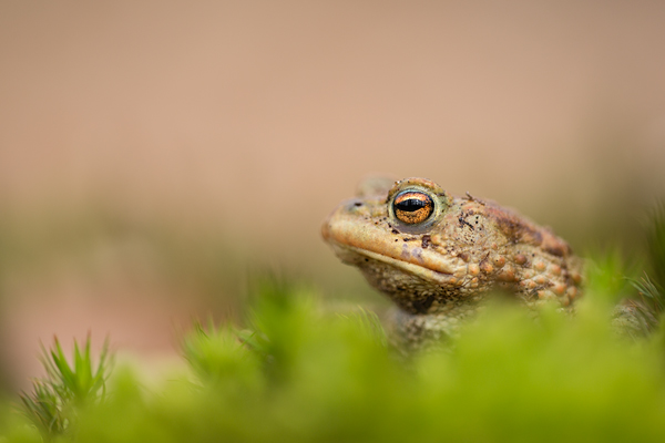 Erdkröte, Bufo bufo