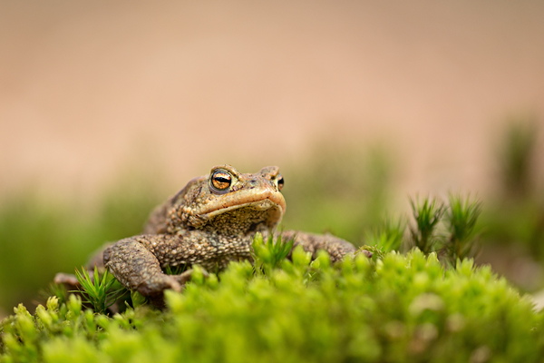 Erdkröte, Bufo bufo